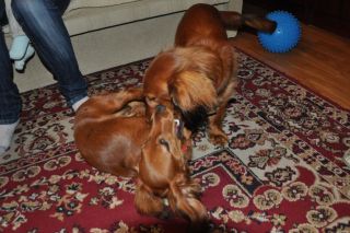 NADIM jamniki Kollapsar